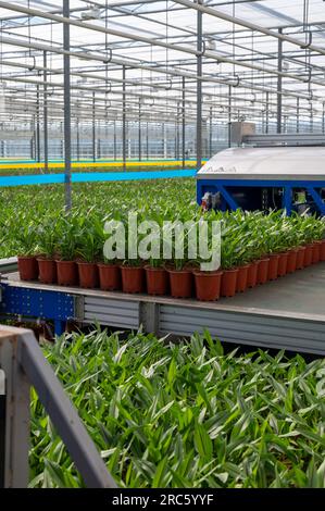 Jungpflanzen von Kurkuma, Curcuma longa Blütenpflanze der Ingwerfamilie, Zierblumen, die im niederländischen Gewächshaus angebaut werden, Niederlande Stockfoto