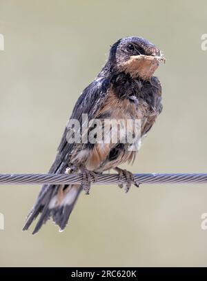 Juvenile Barn Schwalbenständer auf Zaungeländer. Palo Alto Baylands, Santa Clara County, Kalifornien, USA. Stockfoto