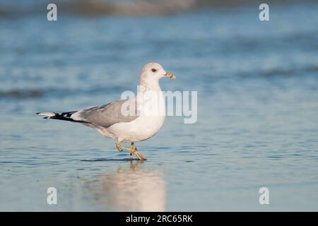 Seemöwe (Larus canus) im Winter beim Gefiederwaten in der Brandung Stockfoto