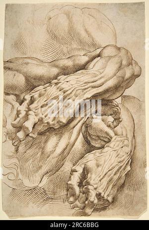 Anatomische Untersuchungen ein linker Unterarm in zwei Positionen und ein rechter Unterarm von Peter Paul Rubens Stockfoto