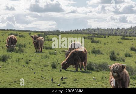 Eine Herde von Highland-Rindern, einige blicken nach vorn und einige weiden auf einem Feld in der hellen Sonne Stockfoto