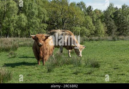 Die Highland-Kuh stand auf einem Feld neben einer anderen Kreuzkuh Stockfoto