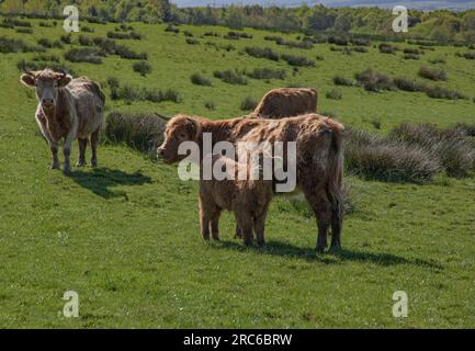 Eine Kuh mit einem Kalb stand auf einem Feld, das von anderen Kühen umgeben war Stockfoto