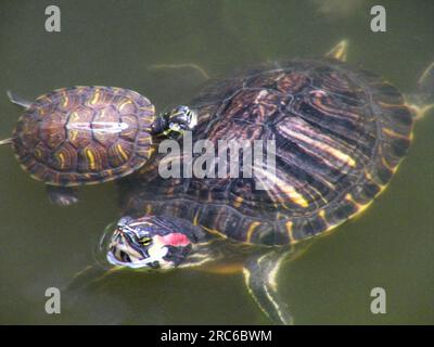 Bunte Schildkröte und ihr Baby im Wasserteich Stockfoto