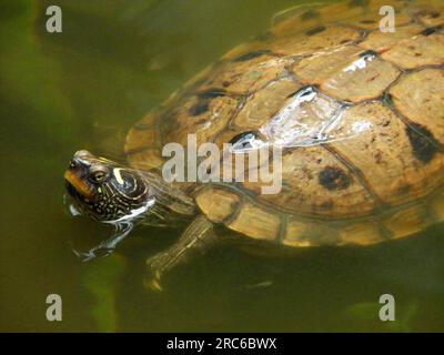 Schildkröte im Wasserteich Stockfoto