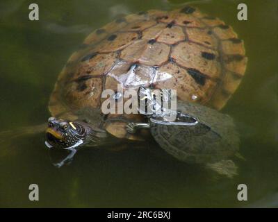 Mutter Schildkröte und ihr Baby im Wasserteich Stockfoto