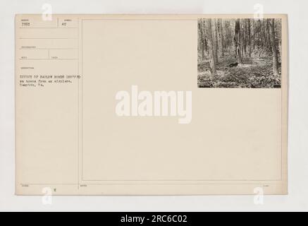 Bild von Bäumen in Hampton, Virginia, verwüstet durch den Abwurf von barlow-Bomben aus einem Flugzeug im Ersten Weltkrieg Die zerstörerischen Auswirkungen der Luftkriegsführung, die in der verbrannten Erde und den zersplitterten Zweigen zu beobachten sind, veranschaulichen die harte Realität militärischer Aktivitäten in dieser Zeit. Stockfoto