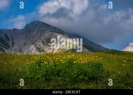 Aus dem Trollius europaeus auf den Weiden der Orobie-Alpen Stockfoto