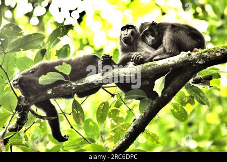 Die Kammmakaken (Macaca nigra) machen ein Nickerchen an einem Baum, während sie im Naturschutzgebiet Tangkoko, North Sulawesi, Indonesien, beim Fressen anhalten. Klimawandel und Krankheiten stellen neue Bedrohungen für Primaten dar, Und rund ein Viertel der Primaten haben Temperaturen über historischen Temperaturen, schrieb ein Team von Wissenschaftlern unter der Leitung von Miriam Plaza Pinto (Departamento de Ecologia, Centro de Biociências, Universidade Federal do Rio Grande do Norte, Natal, RN, Brasilien) in ihrem wissenschaftlichen Bericht über Natur. Stockfoto