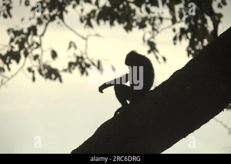 Ein Sulawesi-Schwarzkammmakaken (Macaca nigra) ist vor hellem Himmel auf einem Baum in der Nähe eines Strandes im Naturschutzgebiet Tangkoko, North Sulawesi, Indonesien, silhouettiert. Der Klimawandel und Krankheiten stellen neue Bedrohungen für Primaten dar, und etwa ein Viertel der Primaten haben Temperaturen über historischen Temperaturen, schrieb ein Team von Wissenschaftlern unter der Leitung von Miriam Plaza Pinto (Departamento de Ecologia, Centro de Biociências, Universidade Federal do Rio Grande do Norte, RN, Brasilien) in ihrem Bericht über die Natur. Stockfoto