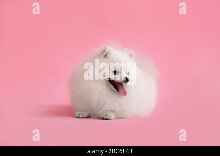 Portrait des süßen, flauschigen Welpen von pommern spitz. Der kleine lächelnde Hund liegt auf einem hellen, trendigen pinkfarbenen Hintergrund. Stockfoto