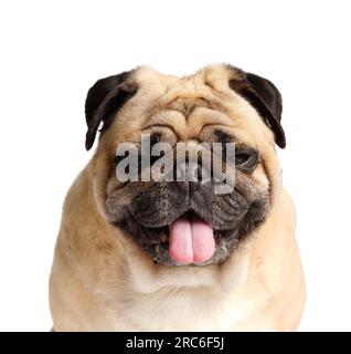 Porträt eines reinrassigen, freundlichen, süßen, lustigen Pug mit seiner Zunge auf weißem Hintergrund, Nahaufnahme. Stockfoto