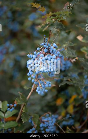 Ein Zweig eines Zierstrauchs Holly Mhonia mit reifen blauen Beeren. Stockfoto