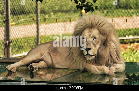 Löwen in einem Gehege in einem Zoo. Stockfoto