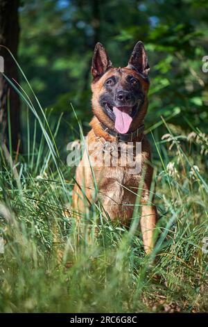 Porträt eines belgischen Malinois-Hirtenhundes, der auf dem Gras sitzt Stockfoto