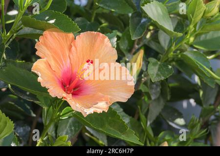 Die Hibiskusblume blüht im Freien in der Nähe der rosa sinensis-Pflanze Stockfoto