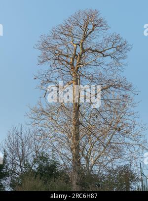 spanischer Kastanienbaum ohne Blätter am blauen Himmel mit Sonnenlicht Stockfoto
