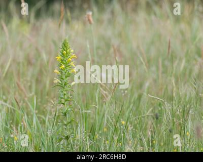 Gelbe Glanzpflanzen oder klebrige Parentucellien blühen im Sommer auf einer Wiese Stockfoto