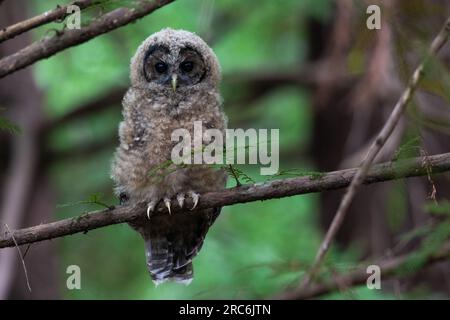 Die gefleckte Eule, Strix occidentalis, eine gefährdete Vogelart an der Westküste, die in hochwertigen Wäldern in Kalifornien zu finden ist. Stockfoto