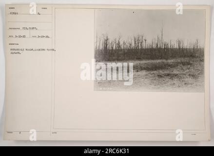 Bild des Schönholzwaldes im Elsass mit Blick nach Süden. Es wurde am 18. März 1919 aufgenommen, und das Foto hat die Nummer 67691. Der Fotograf war vom Signalkorps. Das Bild wurde am 10. Februar 1920 empfangen und gehört zum E₂ 188UED-Symbol. (Hinweis: Die bereitgestellte Bildunterschrift folgt einem einheitlichen Stil, indem sachliche Details ohne kreative Verzierungen dargestellt werden.) Stockfoto