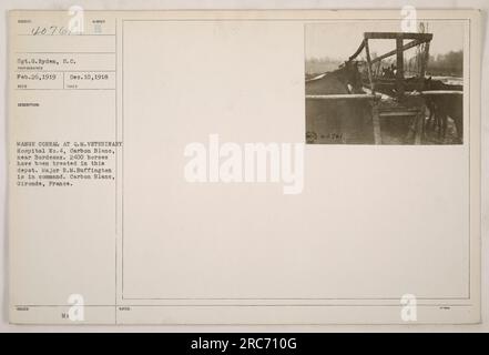 Sergeant G. Ryden von den USA Das Signal-Korps der Armee ist auf diesem Foto zu sehen, das am 26. Februar 1919 aufgenommen wurde. Das Bild zeigt den Mange Corral im Q.M. Tierklinik Nr. 4 in Carbon Blanc, nahe Bordeaux, Frankreich. Der Korral beherbergte rund 2400 Pferde, die während des Ersten Weltkriegs verwendet wurden. Major R.M. Buffington hatte das Kommando über das Depot. Stockfoto