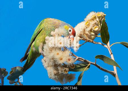 Verschiedene Lorikeet (Psitteuteles versicolor), die Eukalyptusblüten füttern, Mt Isa, Queensland, QLD, Australien Stockfoto