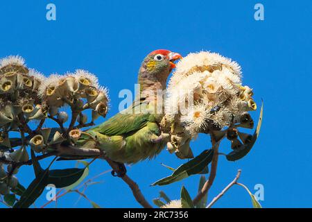 Verschiedene Lorikeet (Psitteuteles versicolor), die Eukalyptusblüten füttern, Mt Isa, Queensland, QLD, Australien Stockfoto