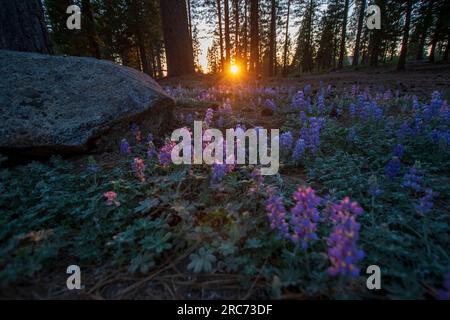 Die Sonne geht auf diesem Lupenfeld an der State Route 108 in Tuolumne County, CA, USA, unter. Stockfoto