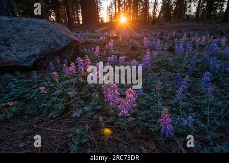 Die Sonne geht auf diesem Lupenfeld an der State Route 108 in Tuolumne County, CA, USA, unter. Stockfoto