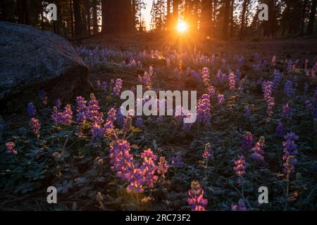 Die Sonne geht auf diesem Lupenfeld an der State Route 108 in Tuolumne County, CA, USA, unter. Stockfoto