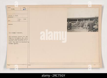 Bildunterschrift: „Foto mit den Folgen eines Vorfalls im März 1918, bei dem 700 für die Armee bestimmte Pferde auf mysteriöse Weise vergiftet wurden, während sie von Illinois zu einem Hafen in Covington, Kentucky, transportiert wurden. Es wird angenommen, dass deutsche Agenten für diese Tat verantwortlich sind. Das Bild stammt von Fotos amerikanischer Militäraktivitäten während des Ersten Weltkriegs - 111-SC-6984, die Felix J. Koch zugeschrieben wurden." Stockfoto