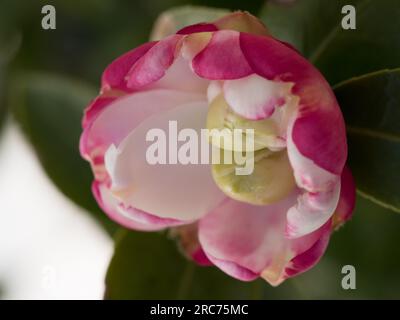 Rosa-weiße Kamelienblume blüht Stockfoto
