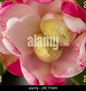 Rosa-weiße Kamelienblume blüht Stockfoto