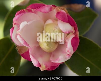 Rosa-weiße Kamelienblume blüht Stockfoto