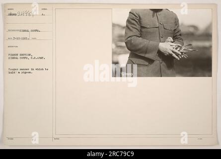 Ein Soldat aus der Taubenabteilung des Signalkorps, US-Armee, demonstriert, wie man eine Taube hält. Das Foto stammt aus dem Jahr 1921 und wurde vom Signalkorps aufgenommen. Stockfoto