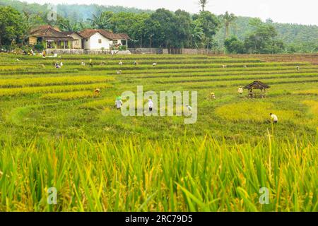 Die Reispflanzen auf den Reisfeldern beginnen sich gelb zu färben und sind bereit, in Bali geerntet zu werden Stockfoto