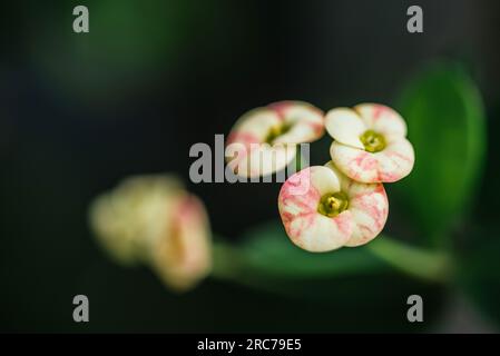 Nahaufnahme von Euphorbia milii oder Dornenkrone mit Naturhintergrund, selektiver Fokus. Stockfoto