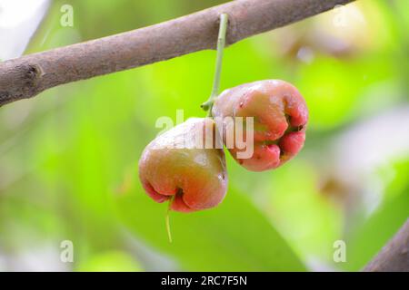 Frischer, reifer Java-Apfel hängt auf dem Ast voller Blätter. Stockfoto