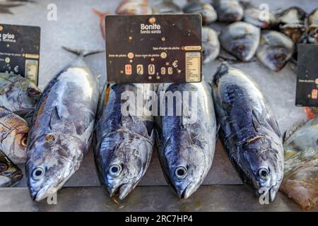 Frisch gefangener Atlantischer Bonito, ein großer makrelenartiger Fisch auf dem Fischmarkt in der Altstadt oder Vieil Antibes, Südfrankreich Stockfoto