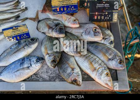 Frisch gefangener Fisch, Doradengarsch, Seebrassen und Sandsteenbras oder gestreifte Fleckbrasse auf einem Fischmarkt in der Altstadt oder Vieil Antibes, Südfrankreich Stockfoto