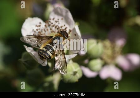 Eine seltene Downland Villa Fly, Villa cingulata, die eine Brombeerblume im Wald bestäubt. Stockfoto