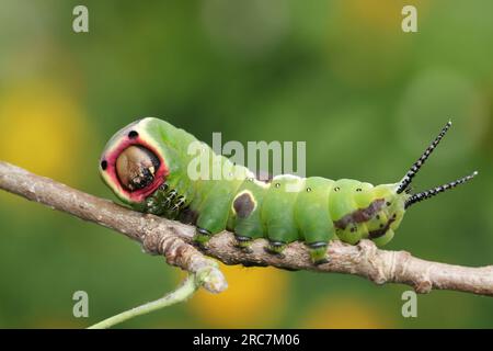 Eine Pussmoth Caterpillar, Cerura Vinula, die sich von einem Espenblatt im Wald ernährt. Stockfoto