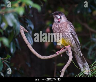 Noch Ein Roter Wattlebird Stockfoto