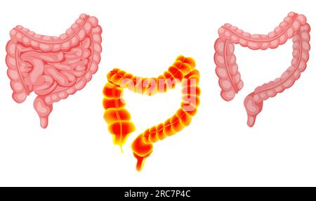 Darstellungen von Darm und Dickdarm isoliert auf Weiß Stockfoto