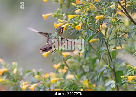 Sprunkled Hummingbird, Mirador de aves El Roble, Kolumbien, November 2022 Stockfoto