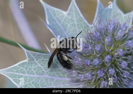 Natürliche Nahaufnahme der seltenen und vom Aussterben bedrohten Schwarzen Bergbaubiene, Andrena pilipes, auf einem blauen Seaside Eryngo, Eryngium maritimum Stockfoto