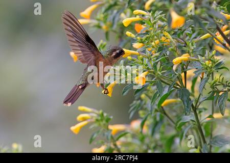 Sprunkled Hummingbird, Mirador de aves El Roble, Kolumbien, November 2022 Stockfoto