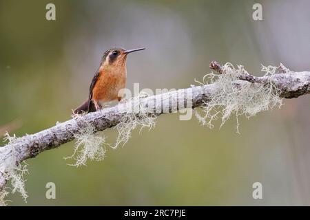 Sprunkled Hummingbird, Mirador de aves El Roble, Kolumbien, November 2022 Stockfoto