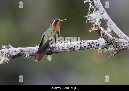 Sprunkled Hummingbird, Mirador de aves El Roble, Kolumbien, November 2022 Stockfoto