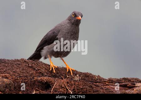 Great Thrush, Mirador de aves El Roble, Kolumbien, November 2022 Stockfoto